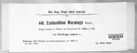 Image of Exobasidium warmingii